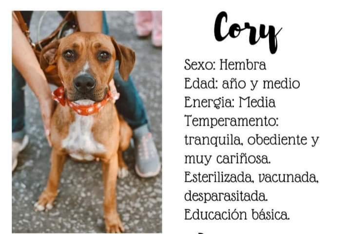 Cuernavaca mantiene campaña permanente de adopción de mascotas