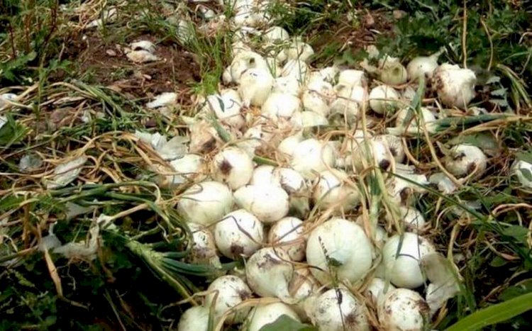 Pérdidas millonarias registran  productores de cebolla y jitomate
