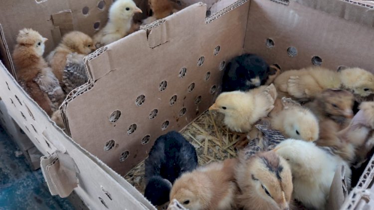 Se entregaron en Jojutla paquetes  de pollos de postura de bajo costo