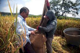 Urgente, el apoyo para  los productores de arroz