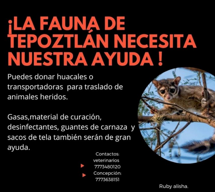 Solicitan ayuda para proteger y resguardar fauna silvestre de Tepoztlán