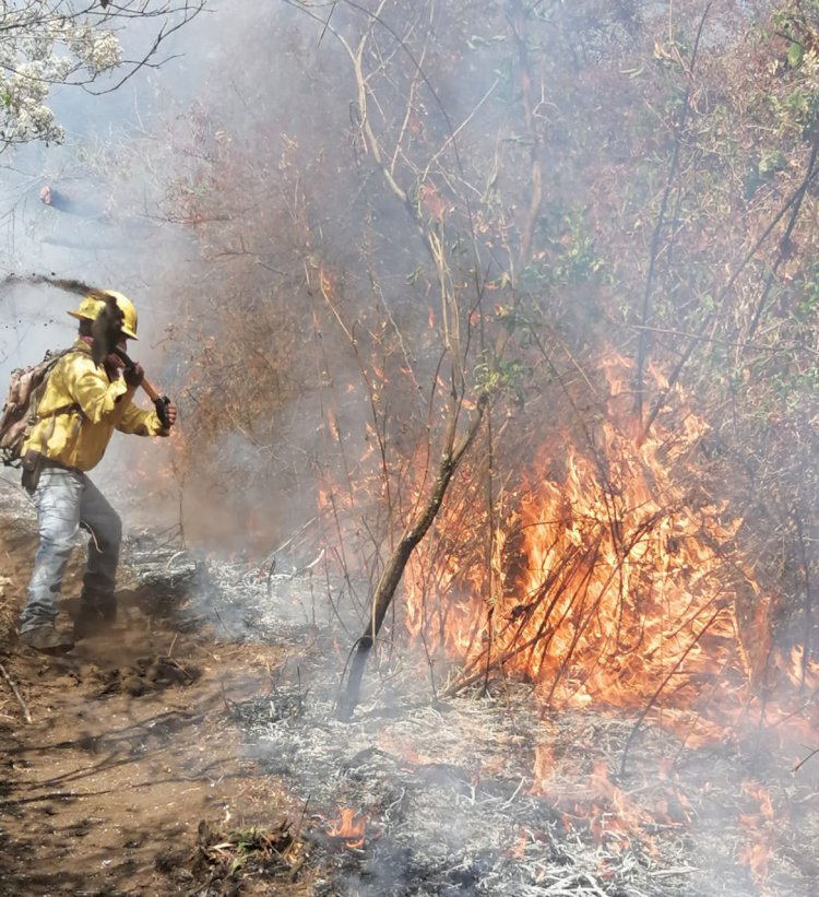 Advierten por riesgos irreparables con incendios forestales