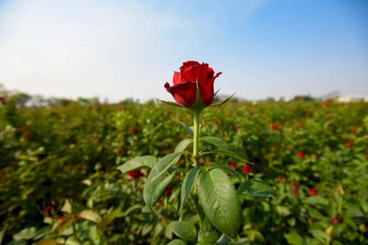 Miles de docenas de rosas serán vendidas este 10 de mayo