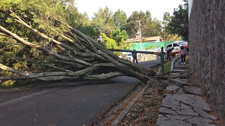 Dejan lluvias árboles caídos y  encharcamientos en Cuernavaca