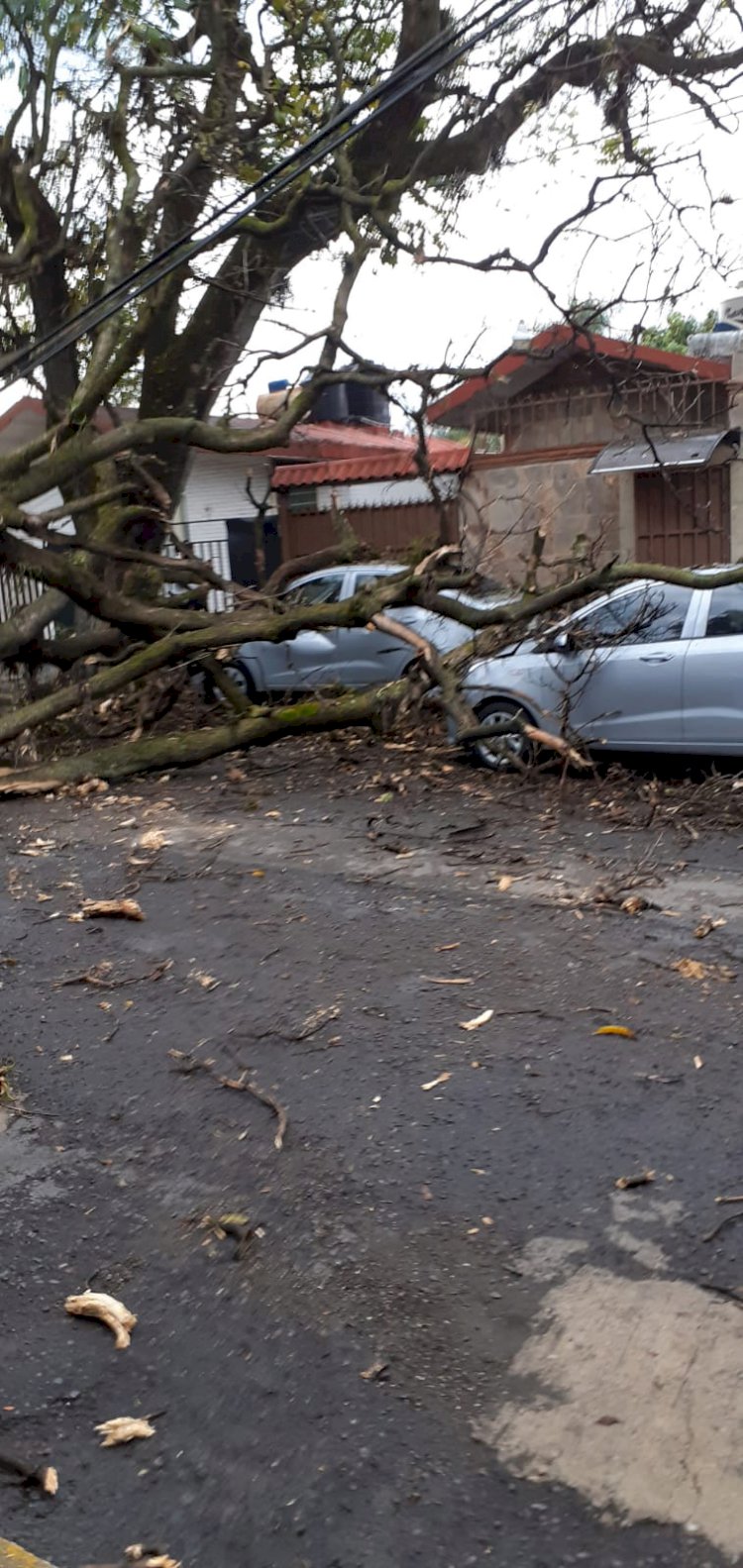 Árboles caídos provocan las lluvias en Cuernavaca