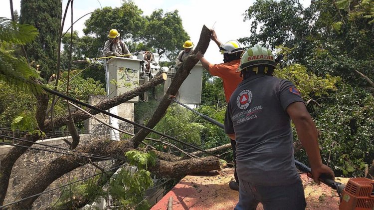 Atendió Protección Civil de  Cuernavaca daños por árbol