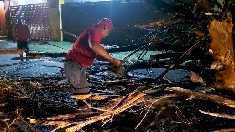 Reportan árboles caídos  en Cuernavaca y Jojutla