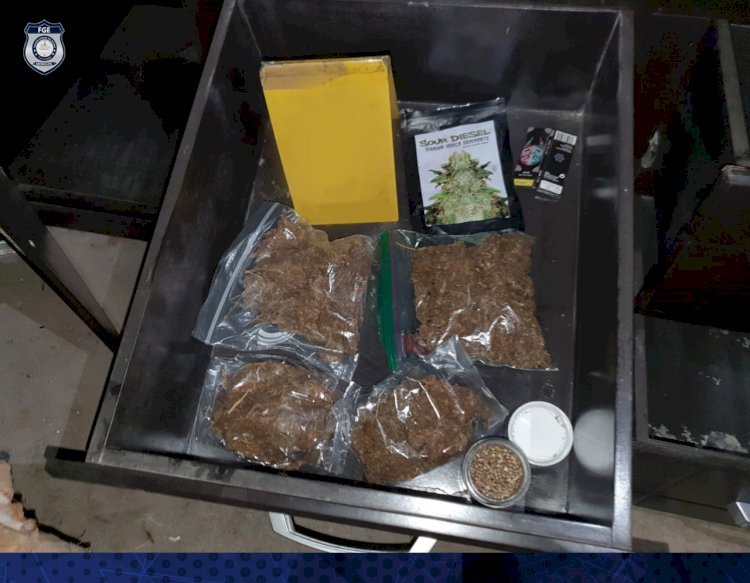 Realizan cateo en Cuautla y confiscan presunta marihuana