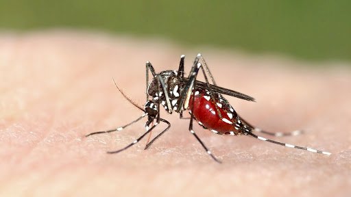 Morelos ocupa primer lugar en casos de zika