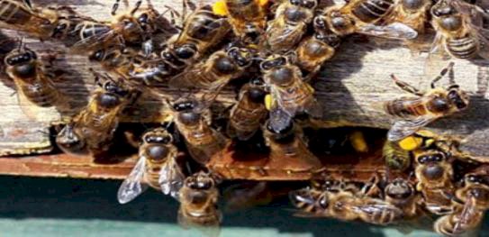 Fueron dados de alta los feligreses  de Axochiapan atacados por abejas