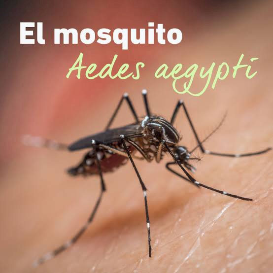 Nuevamente Morelos es líder nacional en casos de dengue