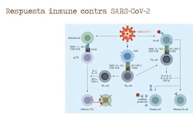 Advierten por serias afectaciones en la mutación de Sars-Cov-2 en anticuerpos
