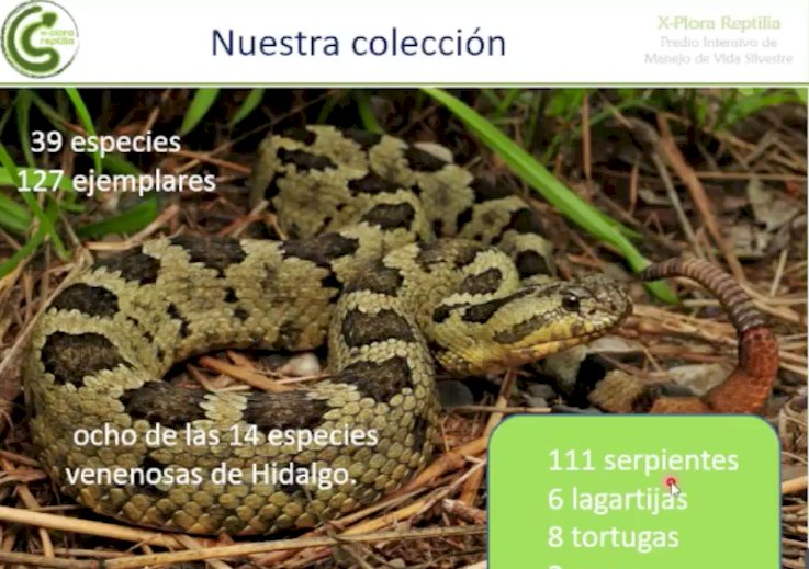 México, primero en riqueza de serpientes, trasciende durante encuentro en UAEM