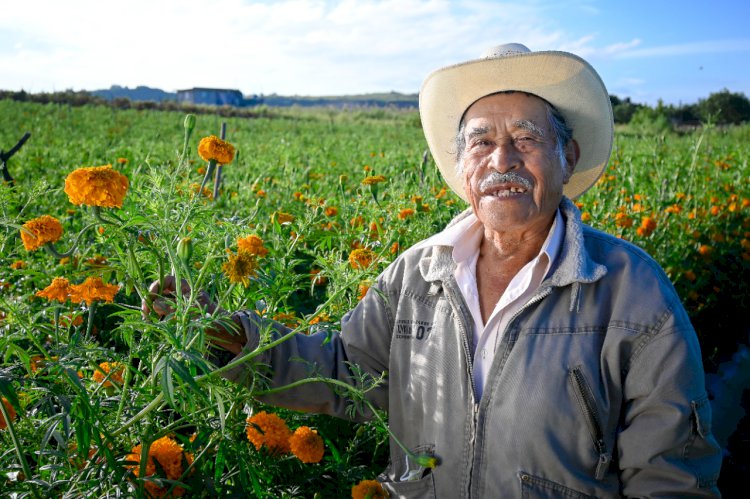 En Morelos se impulsa la producción  de cempasúchil; en 2020, 6 millones