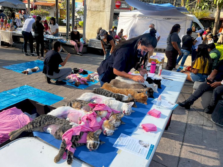 Jornada de esterilización de gatos  y perros se ofreció ayer en Jiutepec