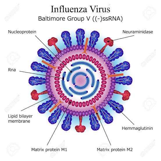 Suman 17 casos de influenza;  no se reportan aún defunciones