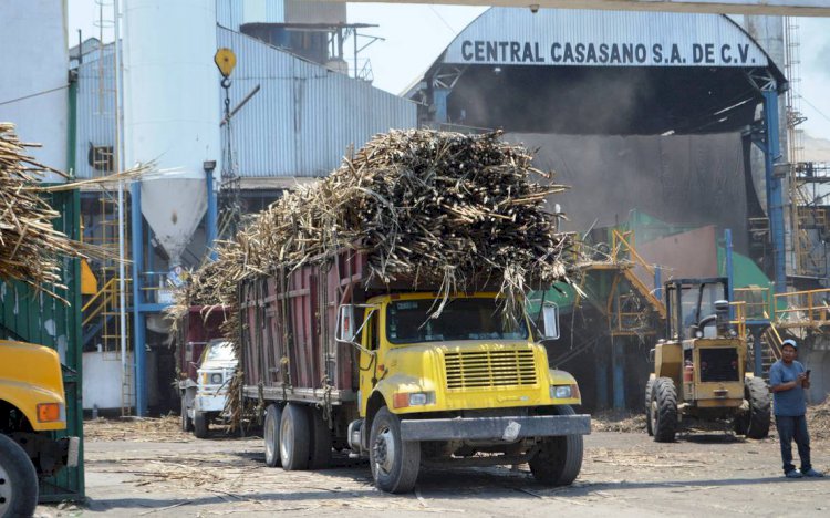 Casasano lidera en el país con producción: casi 100 mil tons.