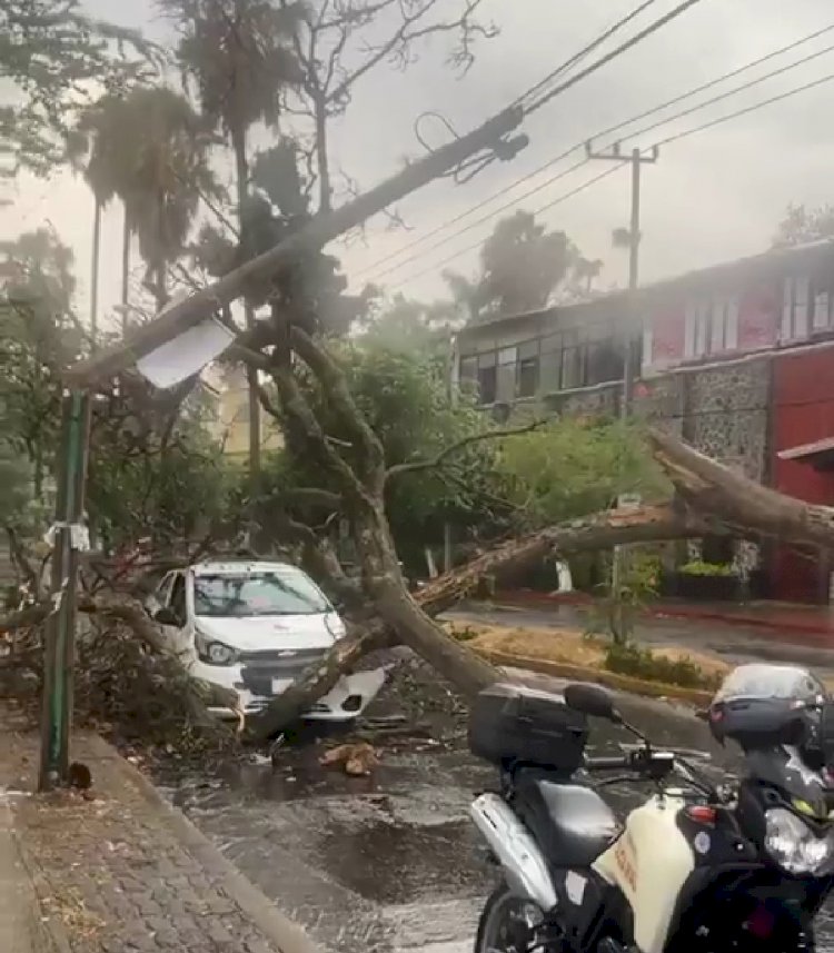 Vientos tumban árbol que cae sobre automóvil