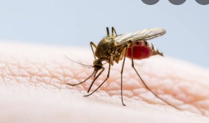 Médicos privados advierten de incremento en casos de dengue
