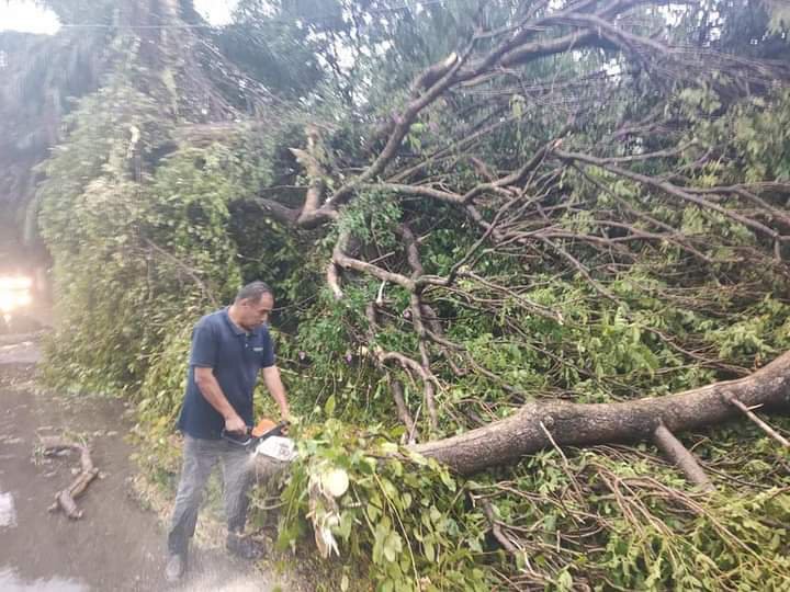 Al menos, 15 árboles caídos por granizo y lluvia en Yautepec