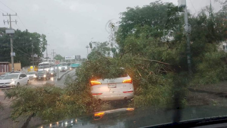 La lluvia de esta tarde echó para abajo al menos 2 árboles en Cuernavaca