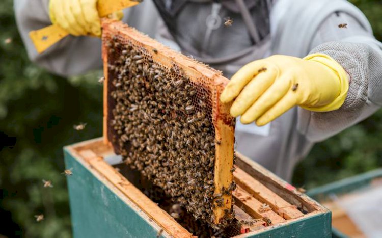 Deforestación está dañando  a la apicultura en Los Altos