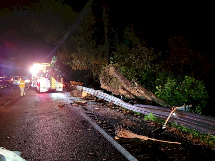 Fueron al menos 36 árboles caídos en diferentes municipios