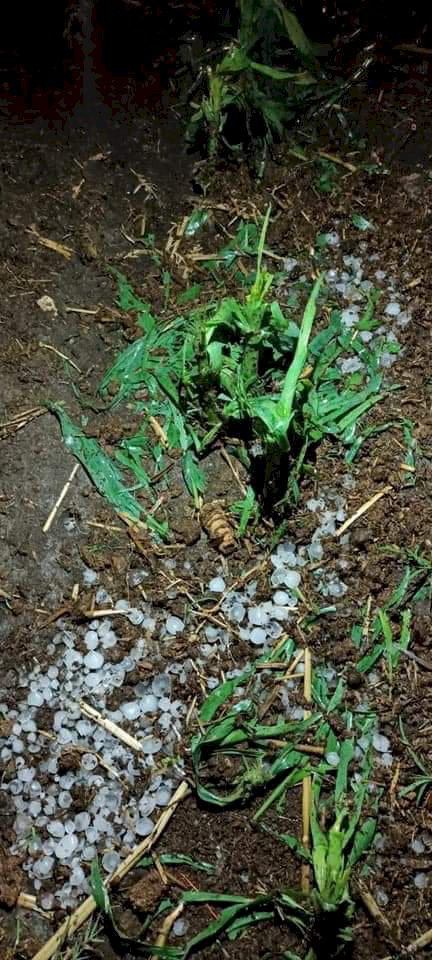 Las lluvias también afectaron cultivos de campesinos