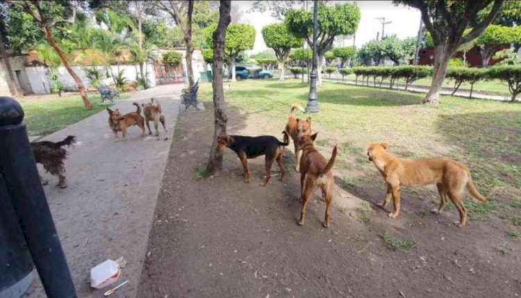 En Cuautla, 6 de cada 10 perros  son fruto del abandono de dueños