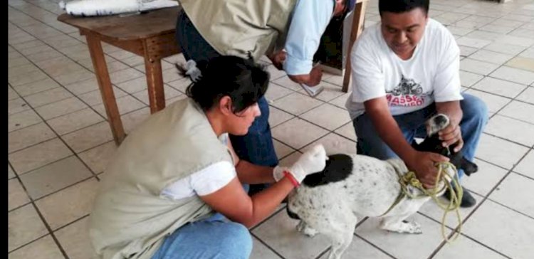 Casi 200 esterilizaciones caninas y felinas  en 4 colonias se han realizado en Jojutla