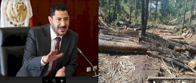 Talamontes de Morelos sacan  madera de la CDMX: Batres